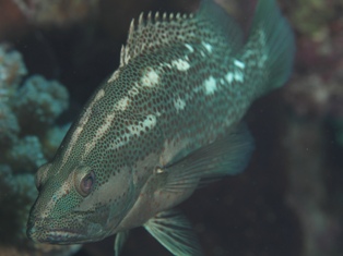 anyperodon leucogrammicus